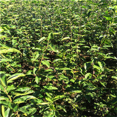 新闻 简介3公分梨树苗保证鲜活2公分梨树苗价格多少钱