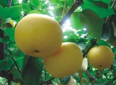 黑河秋月梨苗种植基地批发直销价格