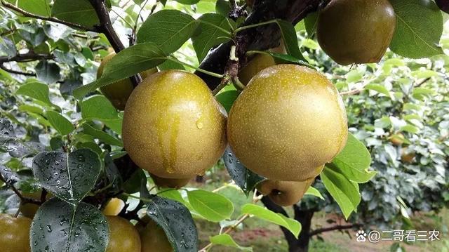 想要种出高产量,高质量梨子,了解其生长环境和虫害,必不可少