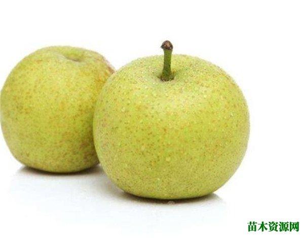 苹果梨产地图片和营养价值苹果梨种植技术