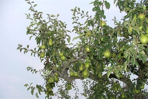 梨种植的疏果管理