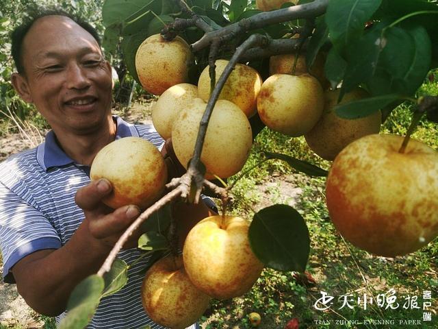 黄金梨喜获丰收 来李建设致富果园来采摘吧|种植|丰水梨_网易订阅