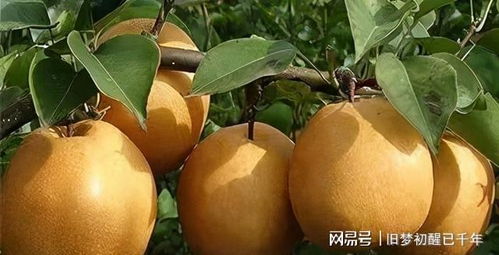 聊斋新读 种梨 中的卖梨人和道士,谁是小人