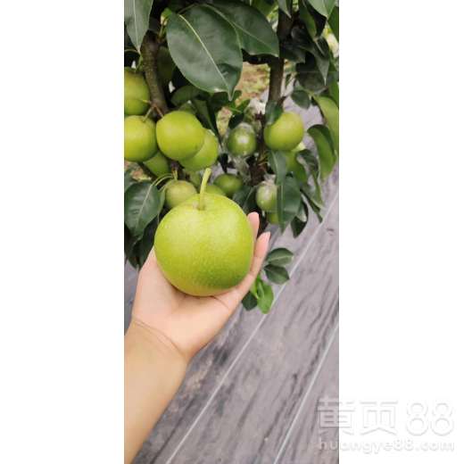 【广西梨子果苗,批发广西梨子苗,梨子苗种植要求】- 