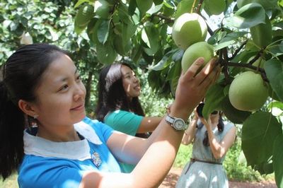 重庆石柱果园内大量梨子葡萄滞销 果农便宜卖