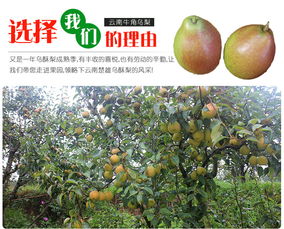【云南特产高原红梨牛角乌梨酥梨新鲜梨子小酥梨水果5斤香梨包邮】- 