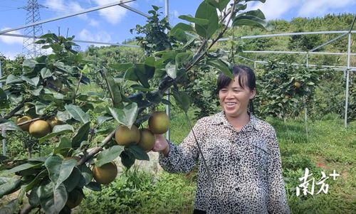 乐昌黄圃镇 翠冠梨助力农民过上 甜 日子