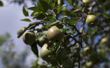 掌握这5点技巧,梨子种植很简单