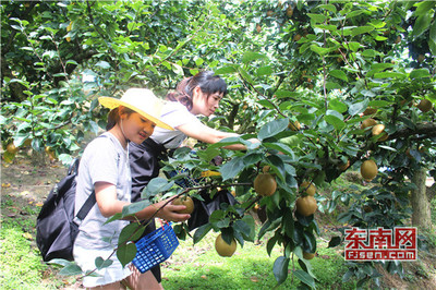 “为荷而来·殷果香莲”建宁桃梨莲品牌推介会暨里心镇第三届采摘季隆重举行