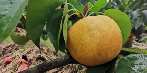 沐川:种下黄金梨 结出“黄金果”