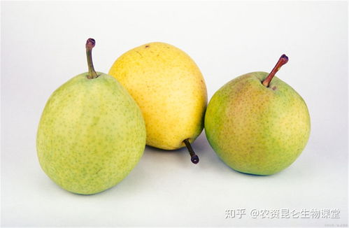 梨树种植施肥要点 追肥用什么肥料好 用什么肥料做底肥好