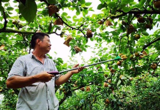 农民大哥种植一种水果,样子很丑比石头还硬,一斤4元很畅销