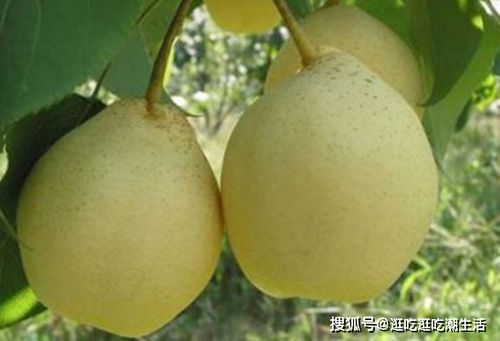 我国最好吃的10大梨,看看有没有你家乡的,你爱吃那种梨
