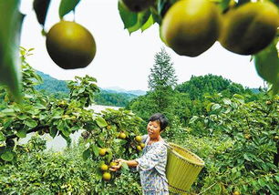 由黔入渝第一村 的公路情缘