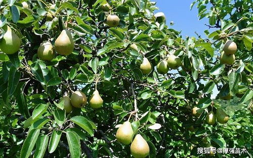 掌握这5点技巧,梨子种植很简单,种出来的果实又大又甜