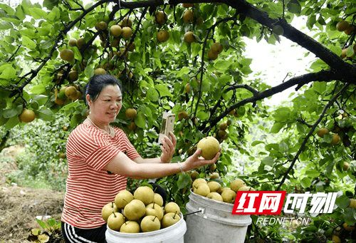 隆回 特色 采摘农业 助力贫困户增收致富