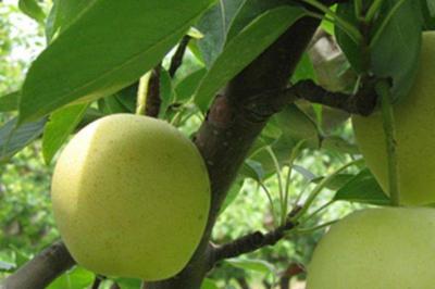 梨子树苗怎么种植时间!几月份种植好?什么时候种最好?