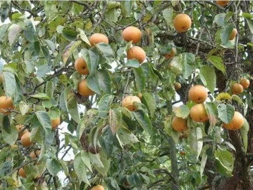 农民广泛种植的 梨子 ,维生素b含量高,能祛痰止咳 保健肝脏