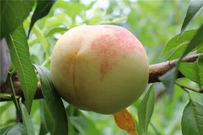 汁多、香脆、“危险”好吃!这个季节不得不吃的“苹果梨”,就藏在大杭州这片果园里!