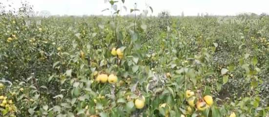 在希望的田野上 | 秋收时节梨果成熟 果农喜获丰收