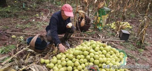 长子县南陈镇 梨乡处处是欢歌