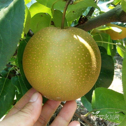 自己家种的梨子熟了,欢迎大家来品尝,黄瓜山这边