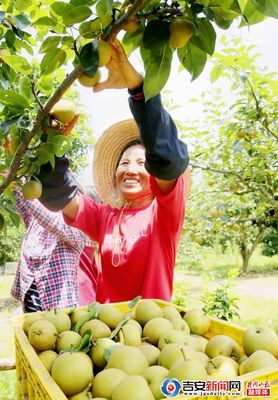 泰和县沿溪镇仓岭村青香梨种植基地梨子挂满枝头