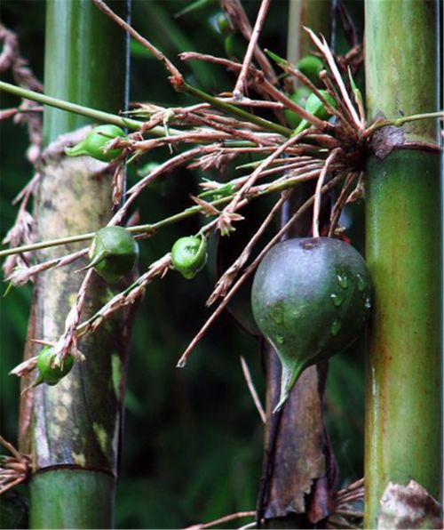 南方竹林长有1种 梨 ,以前没人敢吃,现在100元1斤都卖断货