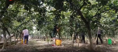 巴中 新农人带领村民种植翠冠梨 瓜果飘香铺就乡村振兴 甜蜜路