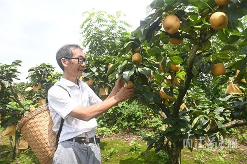 汁多香甜 内江二八村苹果梨成熟上市