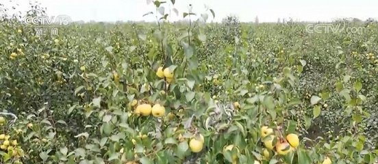 在希望的田野上 | 秋收时节梨果成熟 果农喜获丰收