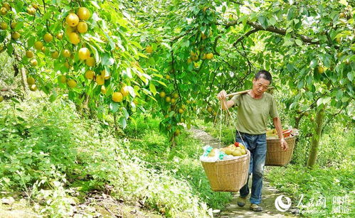 四川泸州 梨香四溢喜丰收 带动群众致富增收