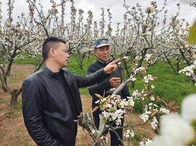 太湖:蜂舞机欢闹春耕