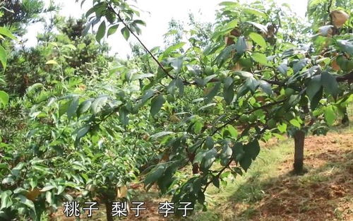 小伙回农村创业自种百果园,多种水果随便摘,一斤5块钱很便宜了