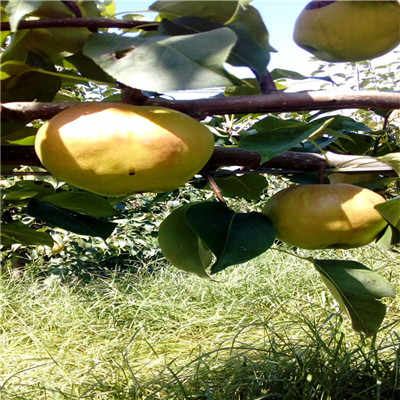 新闻 陕西金秋梨梨树苗种植技术提供