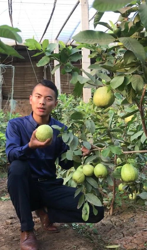 大棚里种植四季梨 每天开花结果