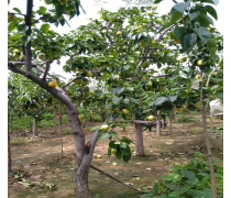 【鼎力苗木鼎力园林大量批发梨树苗果树小苗梨子树苗梨树种苗质脆汁多味甜】苍溪县鼎力苗木种植专业合作社 - 产品库