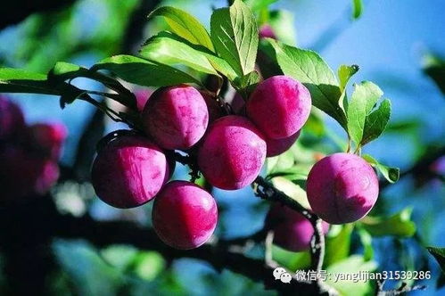 山东省农业农村厅 关于印发山东省梨 桃 葡萄 大樱桃 枣产业发展指导意见的通知