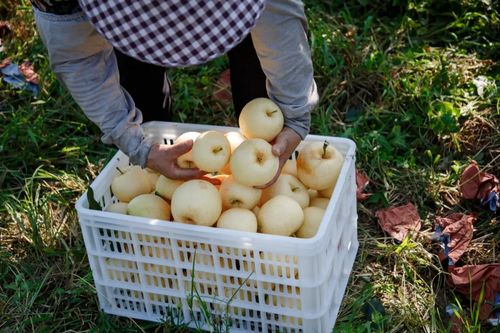 河南方城 大型纪录片 丽康生态农庄,七峰山下梨飘香 开机仪式