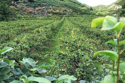 微帮扶|临武西山村:千亩梨园丰收在望 种植户却愁容难散