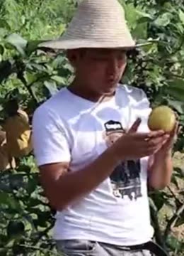 梨子种植的果园该怎么管理呢?跟随小诸葛来了解一下吧