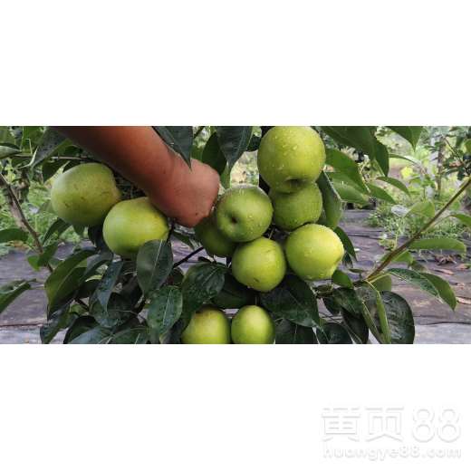 【重庆梨子种苗,重庆纯种梨子种苗批发基地】- 