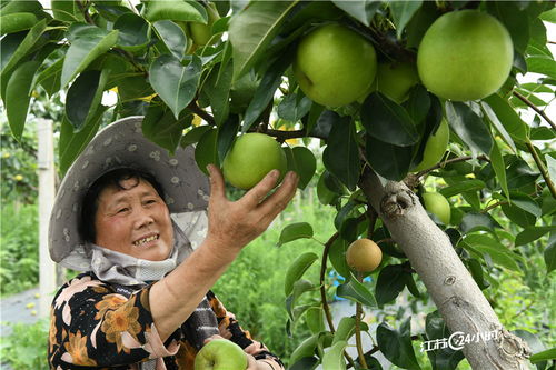 采摘早熟砂梨