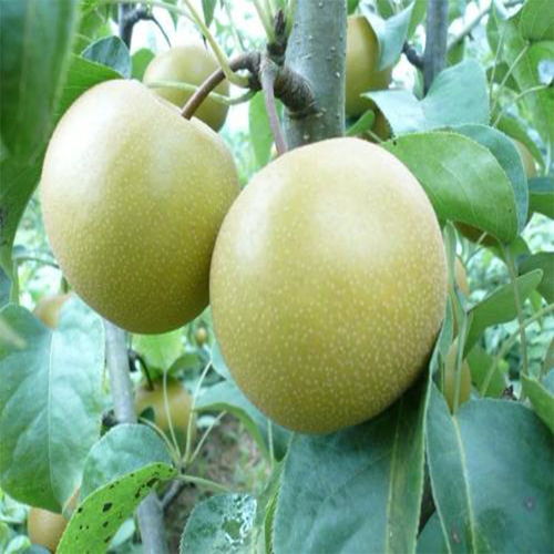 黄金梨苗批发 黄金梨苗种植当年结果