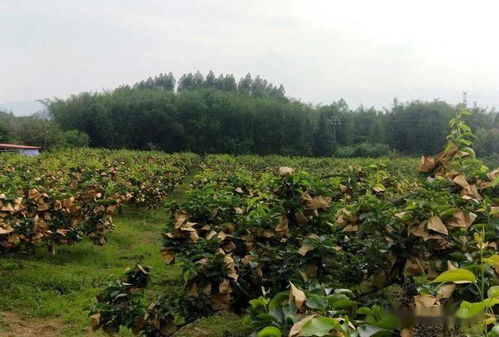 潘光明 种植早脆梨成了 土专家 ,带领村民走上了致富路