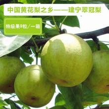 建宁黄花梨供应站