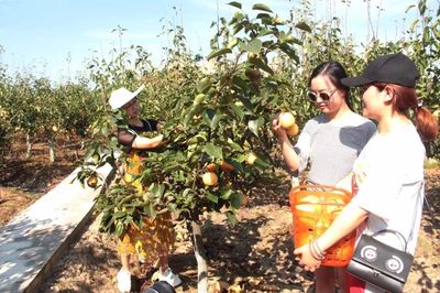 庆隆梨子、石鱼火龙果.铜梁又一波夏季水果成熟啦!
