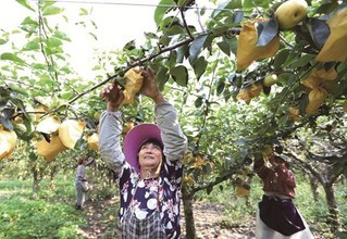 南通海安千亩梨园硕果累累 果农忙采摘