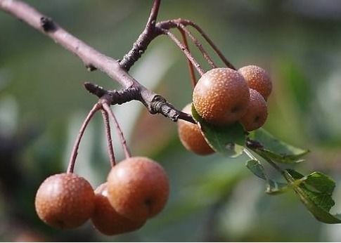 金秋10月这些野果熟了,吃过4种以上的 老了 ,满满的童年回忆