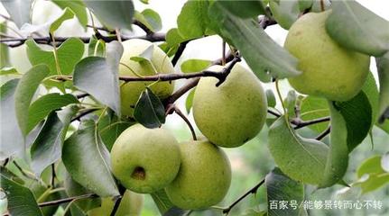 梨子种植的时候,做好这几点管理工作,产量很可观